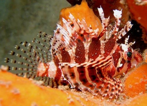 Dendochirus brachypterus